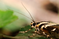 Euplagia quadripunctaria (2)